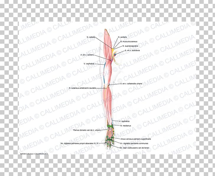 Muscle Diagram Line Angle PNG, Clipart, Angle, Arm, Art, Blood Vessels, Diagram Free PNG Download