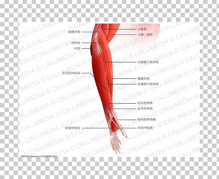 Thumb Brachialis Muscle Forearm Elbow PNG, Clipart, Abdomen, Anconeus Muscle, Angle, Arm, Biceps Free PNG Download
