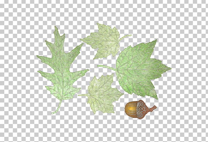 Cheery Lynn Designs West Cheery Lynn Road Leaf Fruit 70 Mm Film PNG, Clipart, 70 Mm Film, Cheery Lynn Designs, Fruit, Ivy, Leaf Free PNG Download