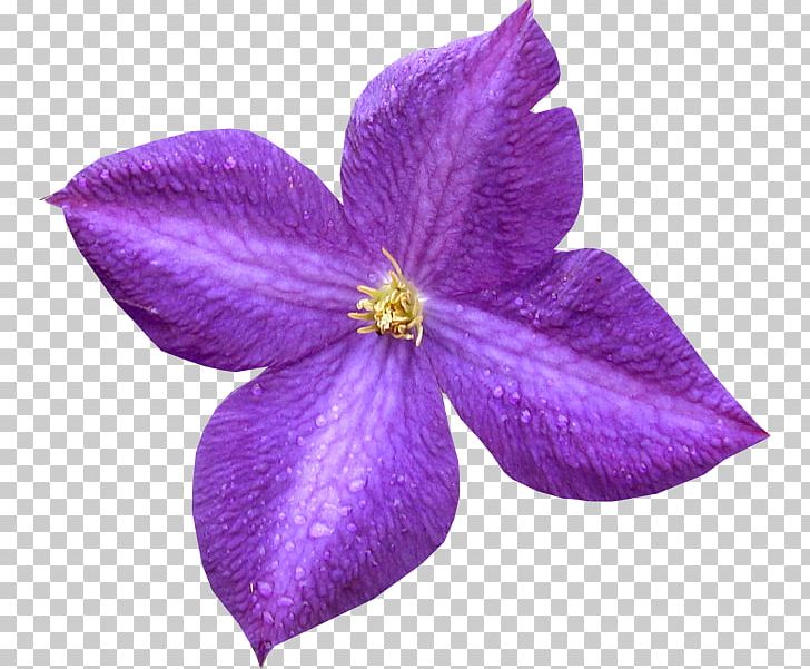 Violet Petal Purple Leather Flower PNG, Clipart, Clematis, Flower, Leather Flower, Lilac, Nature Free PNG Download