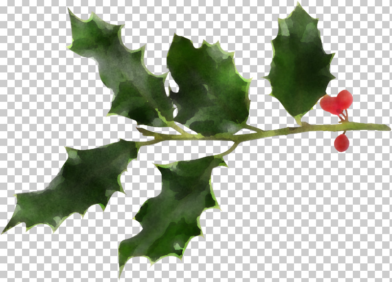 Christmas Holly Ilex Holly PNG, Clipart, American Holly, Black Maple, Black Oak, Branch, Californian White Oak Free PNG Download