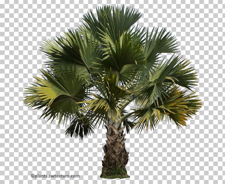 Asian Palmyra Palm Babassu Saw Palmetto Palm Trees Peach Palm PNG, Clipart, Arecales, Areca Nut, Areca Palm, Asian Palmyra Palm, Attalea Free PNG Download