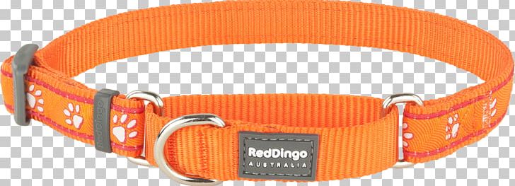 Dog Collar Dingo Martingale PNG, Clipart, Animals, Buckle, Cat, Choker, Clothing Accessories Free PNG Download