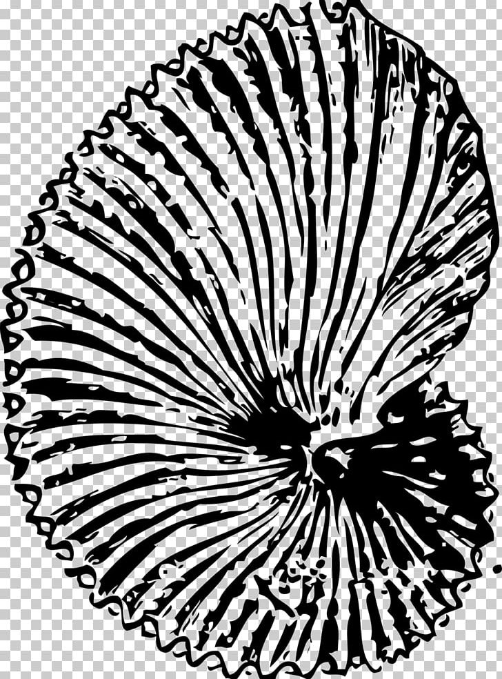 Keichousaurus Fossil Seashell Coloring Book PNG, Clipart, Ammonites, Animals, Argonauts, Black And White, Circle Free PNG Download