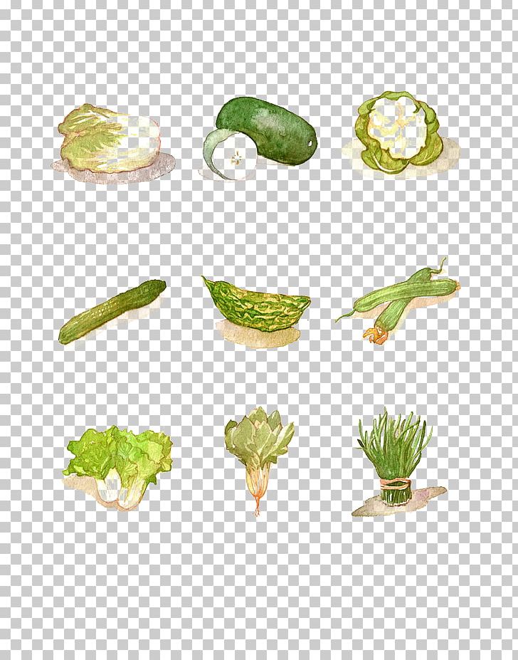 Wax Gourd Vegetable Watercolor Painting PNG, Clipart, Bitter, Cabbage, Chinese, Chinese Cabbage, Decorative Elements Free PNG Download