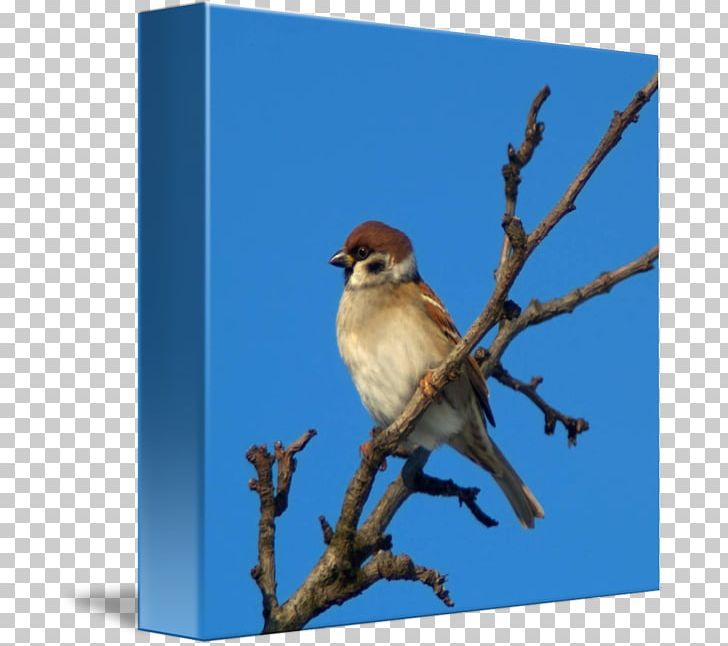 Bluebird Wren Sparrow Blue Jay PNG, Clipart, Animal, Animals, Beak, Bird, Bluebird Free PNG Download