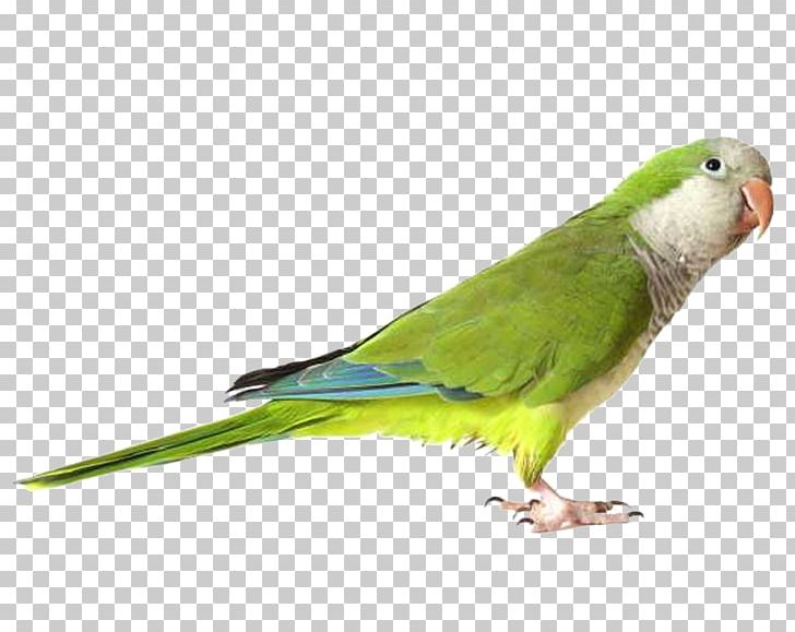 Parrot Bird Monk Parakeet Stock Photography PNG, Clipart, Animals, Beak, Bird, Color, Common Pet Parakeet Free PNG Download