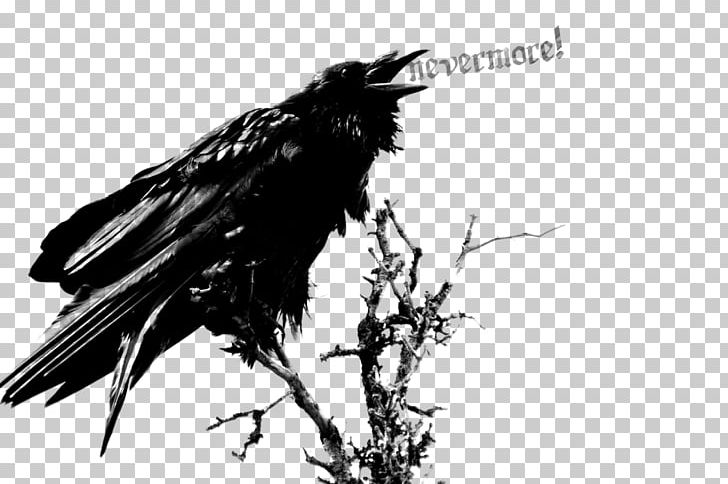 The Raven Edgar Allan Poe: Once Upon A Midnight PNG, Clipart, American Crow, Bird, Black And White, Branch, Common Raven Free PNG Download