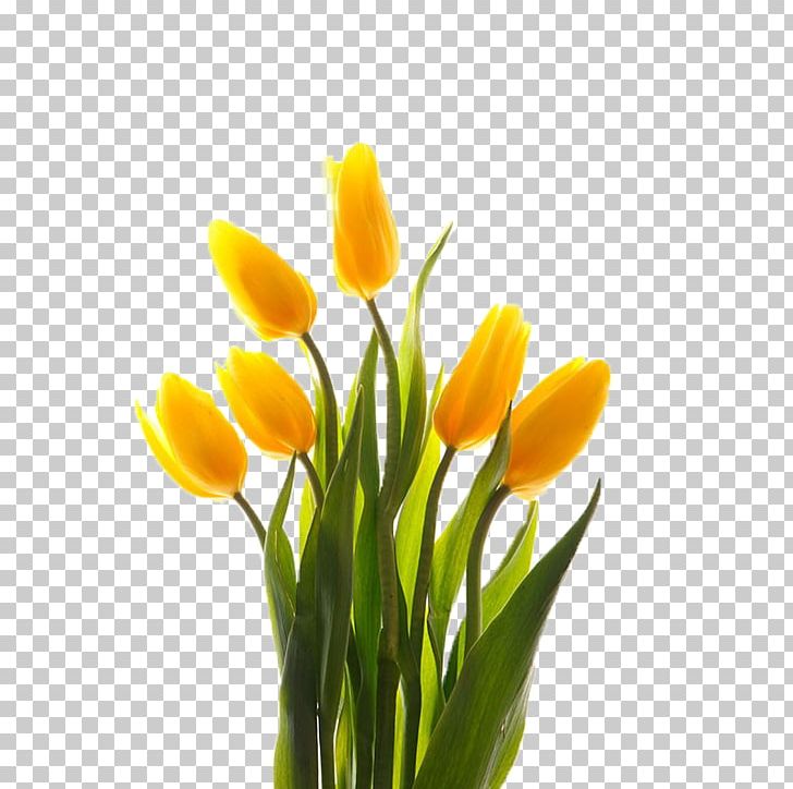 Tulip Yellow Floral Design PNG, Clipart, Branch, Bunch, Crocus, Cut Flowers, Designer Free PNG Download