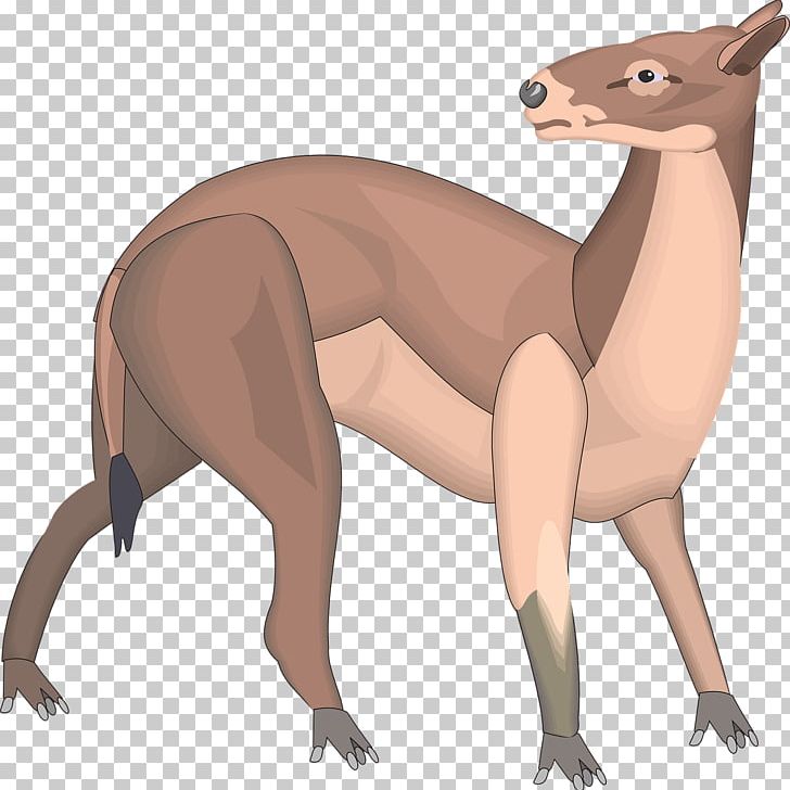 Canidae Macropodidae PNG, Clipart, Animal, Canidae, Carnivora, Carnivoran, Deer Free PNG Download