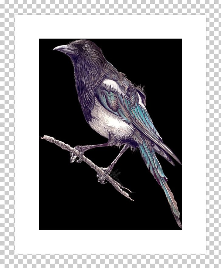 Fauna Beak Feather PNG, Clipart, Animals, Art, Art Print, Beak, Bird Free PNG Download