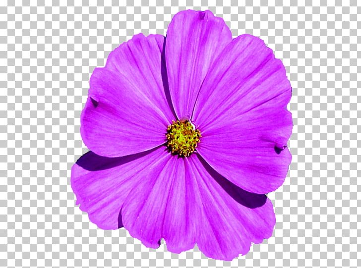 Garden Cosmos Violet Family Violaceae PNG, Clipart, Annual Plant, Cosmos, Cosmos Sulphureus, Family, Flower Free PNG Download