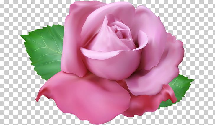 Garden Roses Portable Network Graphics Cabbage Rose PNG, Clipart, Annual Plant, Art Museum, Blue Rose, China Rose, Closeup Free PNG Download