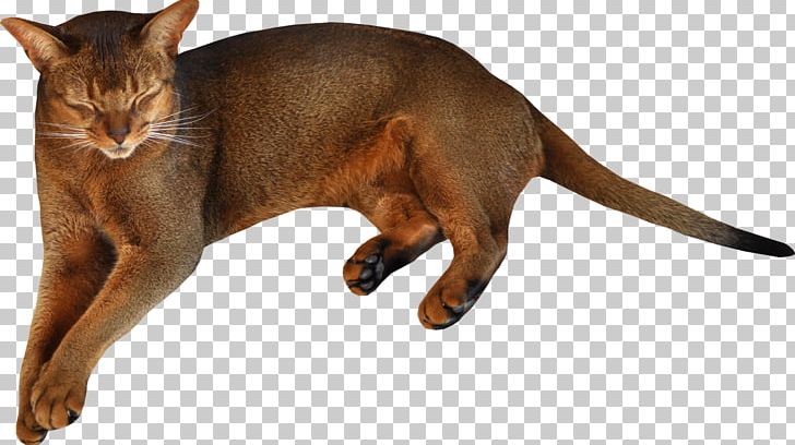 Havana Brown Kitten PNG, Clipart, Abyssinian, Animals, Asian, Burmese, Carnivoran Free PNG Download