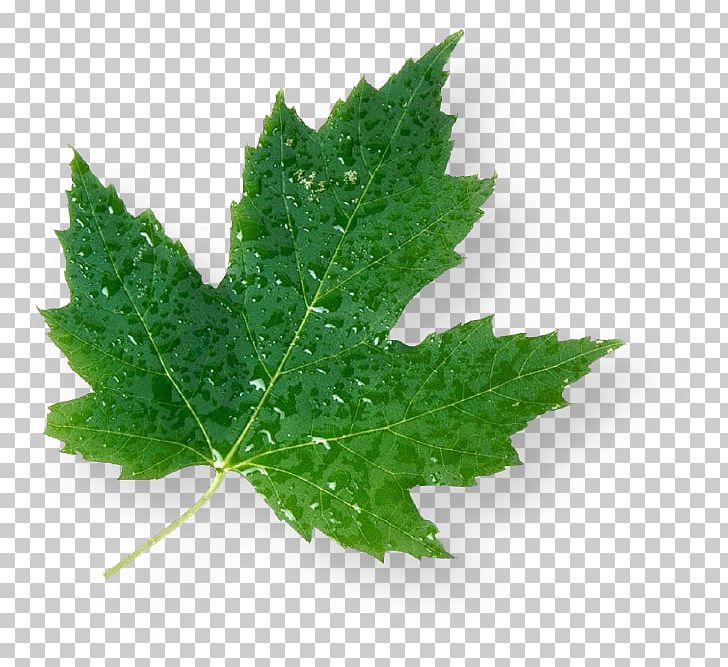 Maple Leaf Green Canada PNG, Clipart, Business, Canada, Floral Emblem, Food, Grape Leaves Free PNG Download