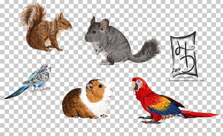 Cat Rodent Rat Animal Pet PNG, Clipart, Animal, Animal Figure, Animals, Carnivora, Carnivoran Free PNG Download