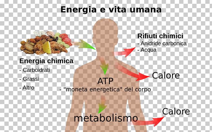Chemical Energy Organism Human Body Metabolism PNG, Clipart,  Free PNG Download