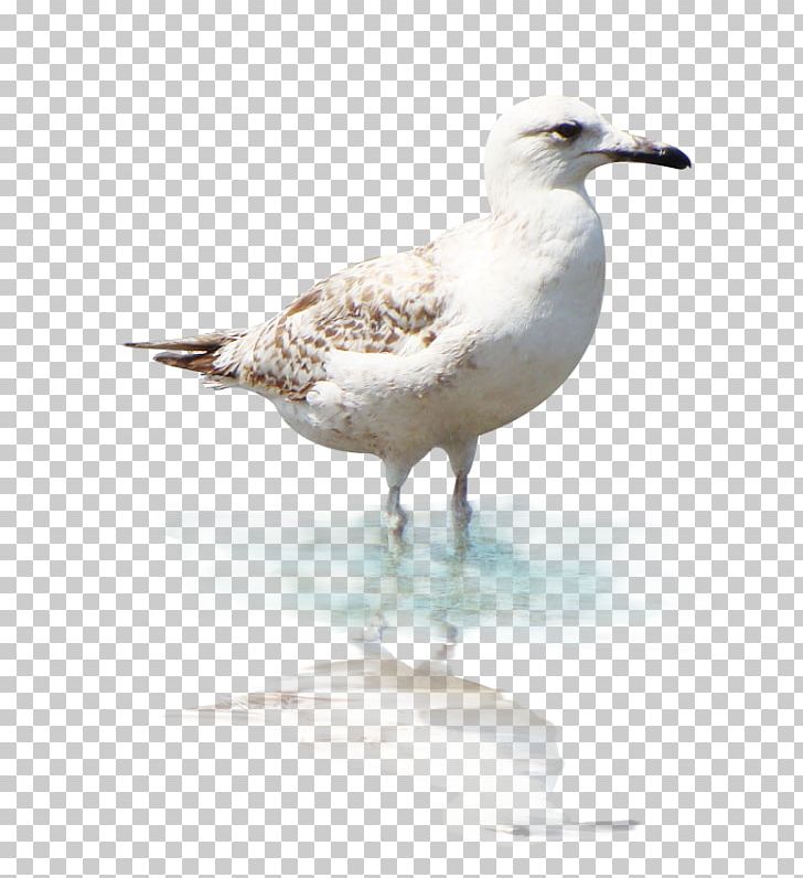 European Herring Gull Great Black-backed Gull Gulls Birds And People PNG, Clipart, 12 April, Animals, Beak, Bird, Birds And People Free PNG Download