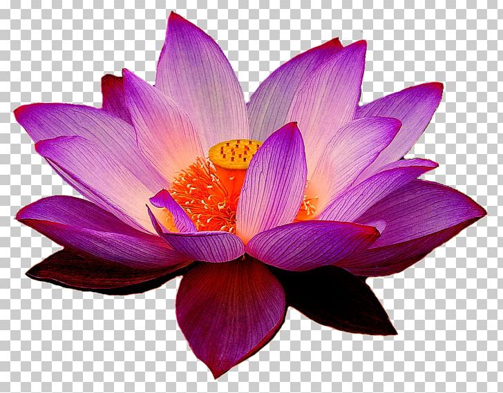 Nelumbo Nucifera Lotus Yoga Fit Flower PNG, Clipart, Android, Aquatic Plant, Clip Art, Common Sunflower, Egyptian Lotus Free PNG Download