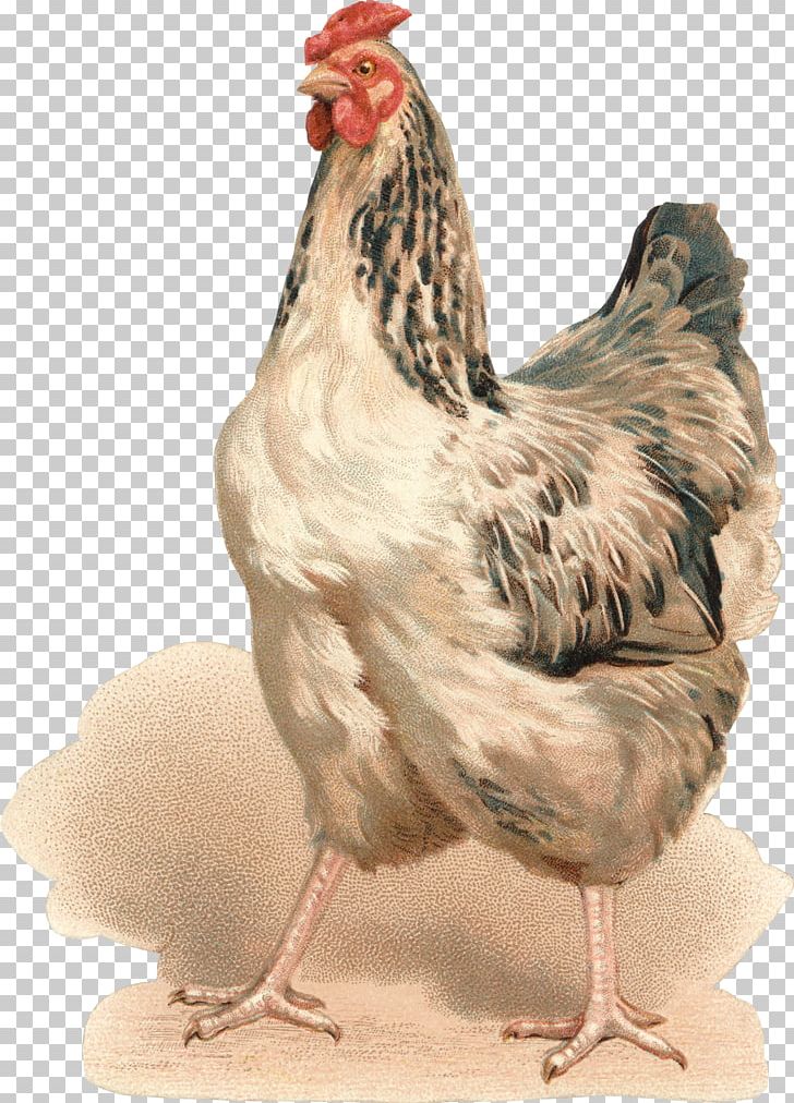 Rooster Chicken Hen Bokmärke Fairy Tale PNG, Clipart, Animals, Beak, Bird, Chicken, Decoupage Free PNG Download