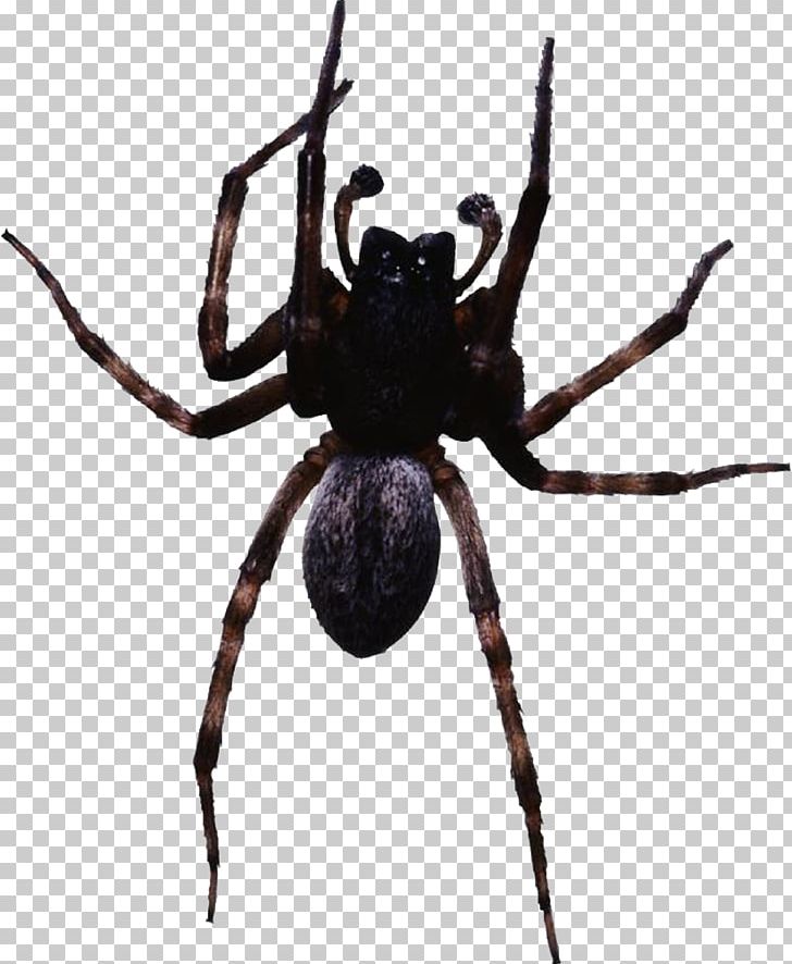 Spider Web PNG, Clipart, Araneus, Araneus Cavaticus, Arthropod, Black, Black Hair Free PNG Download