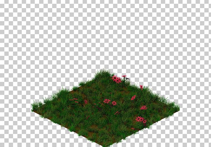 Vegetation Shrubland Tree Lawn PNG, Clipart, Evergreen, Grass, Lawn, Nature, Plant Free PNG Download