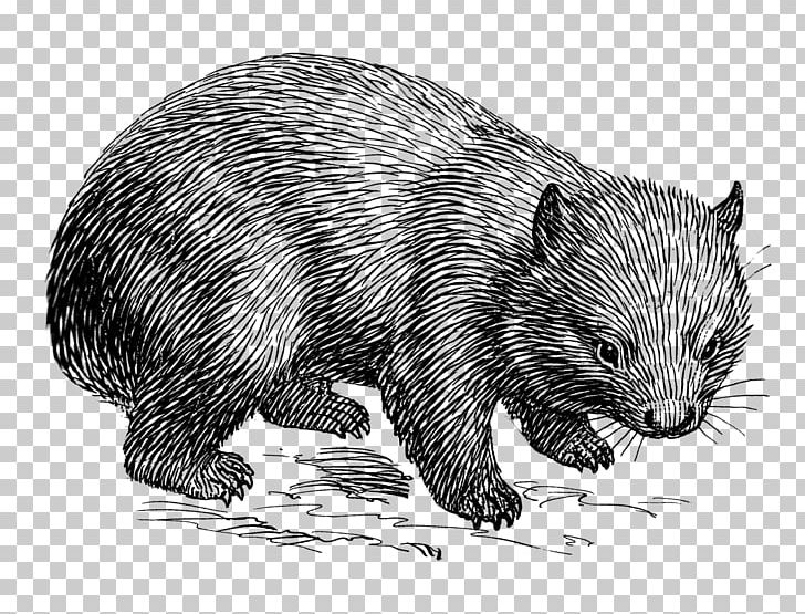 Wombat Drawing Line Art PNG, Clipart, Animal, Bear, Beaver, Black And White, Carnivoran Free PNG Download