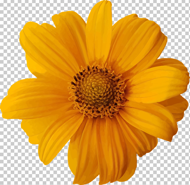 Spring Flower Spring Floral Flowers PNG, Clipart, Annual Plant, Asterales, Calendula, Chamomile, Chrysanthemum Coronarium Free PNG Download