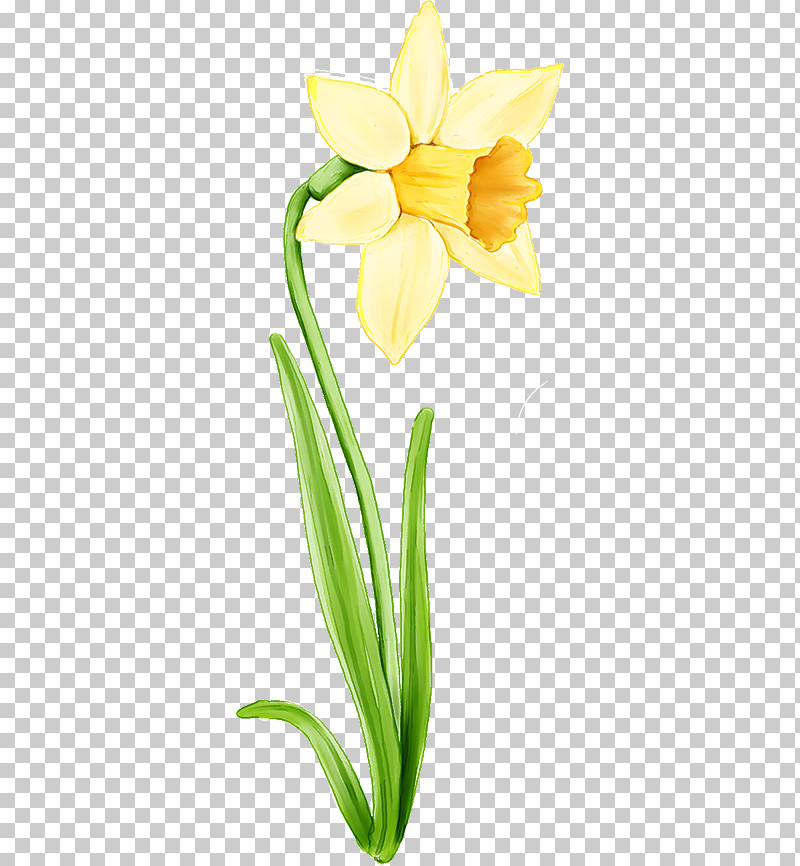 Flower Cut Flowers Plant Yellow Arum PNG, Clipart, Arum, Arum Family, Cut Flowers, Flower, Iris Free PNG Download