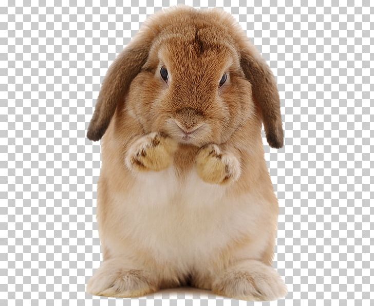 Domestic Rabbit European Rabbit Hare Rodent PNG, Clipart, Animals, Domestic Rabbit, European Rabbit, Fur, Hare Free PNG Download
