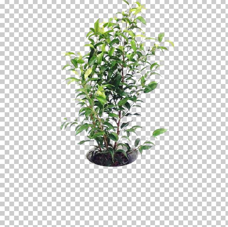 European Blueberry OBI Shrub Fruit PNG, Clipart, Auglis, Berry, European Blueberry, Evergreen, Evergreen Marine Corp Free PNG Download