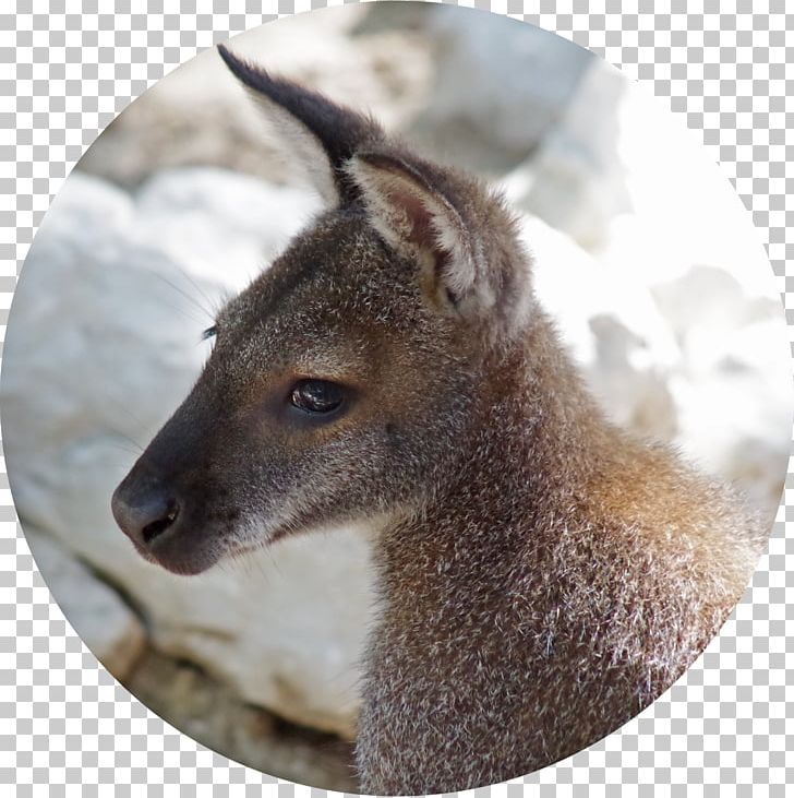Wallaby Reserve Deer Kangaroo Fauna Fur PNG, Clipart, Animal, Animals, Deer, Fauna, Fur Free PNG Download