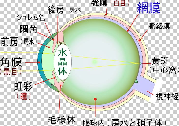 Eye Visual Impairment Macula Of Retina Lens Optic Nerve PNG, Clipart, Angle, Area, Birth Defect, Blindness, Circle Free PNG Download