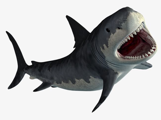 shark attack png