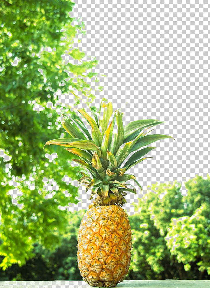 Pineapple Fruit PNG, Clipart, Decorative, Decorative Background, Encapsulated Postscript, Food, Fruit Free PNG Download