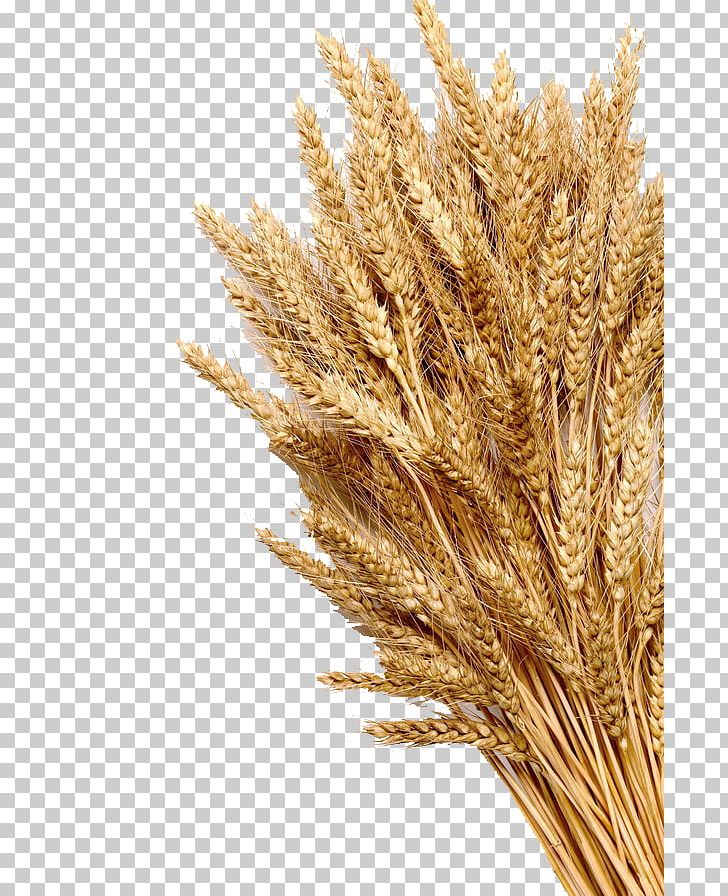 Wheat Ear Cereal Whole Grain Stock Photography PNG, Clipart, Autumn, Bumper, Cartoon Wheat, Cereal Germ, Commodity Free PNG Download
