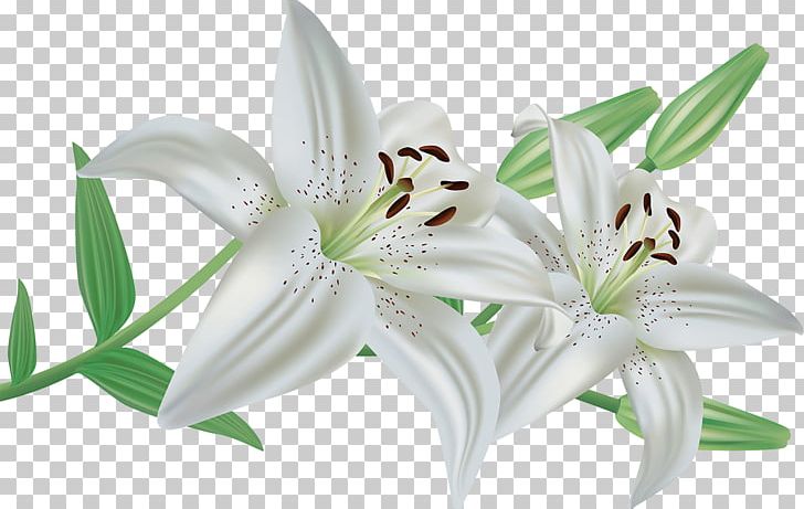 Arum-lily Lilium Candidum Flower Easter Lily PNG, Clipart, Arum Lilies, Arum Lily, Arumlily, Calla Lily, Cut Flowers Free PNG Download