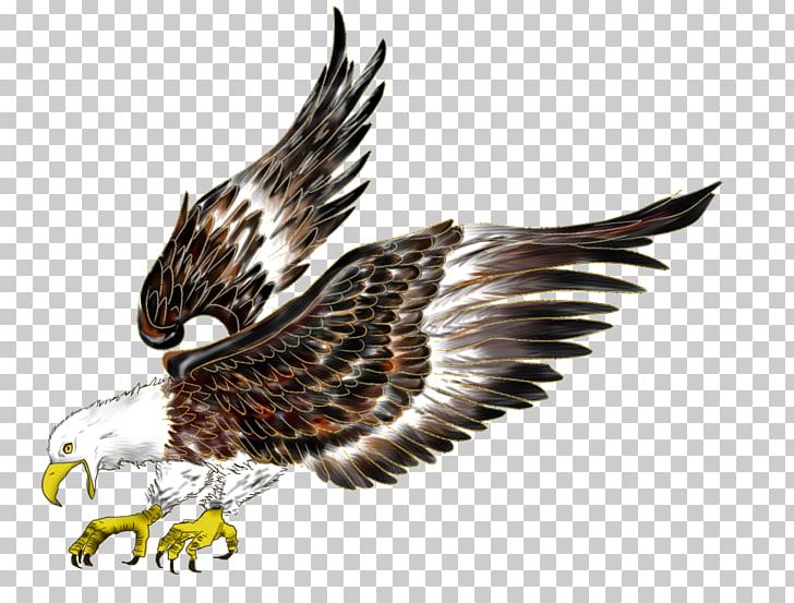 Bald Eagle Flight Hawk Bird PNG, Clipart, Accipitriformes, Animals, Bald Eagle, Beak, Bird Free PNG Download
