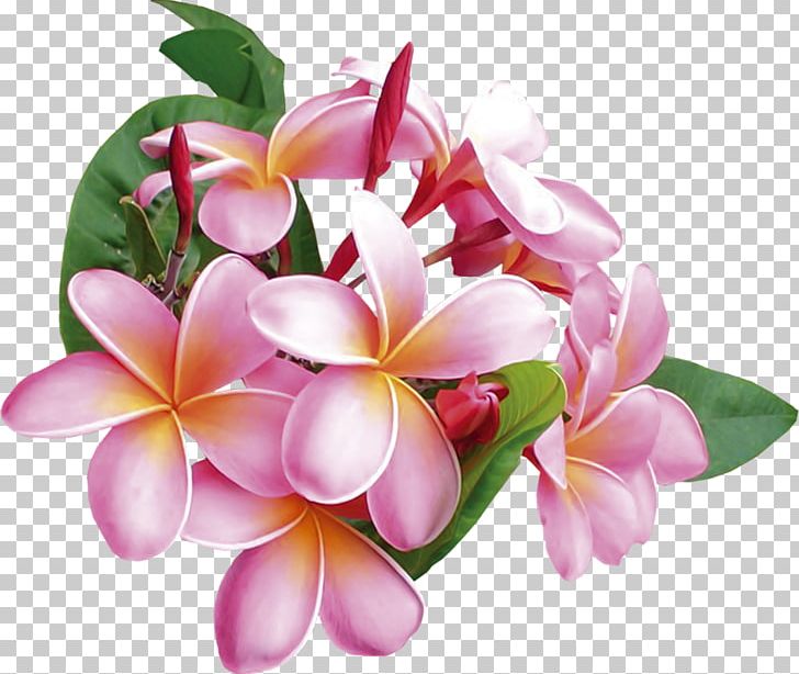 Flower Frangipani PNG, Clipart, Apricot, Blossom, Cut Flowers, Floral Design, Floristry Free PNG Download