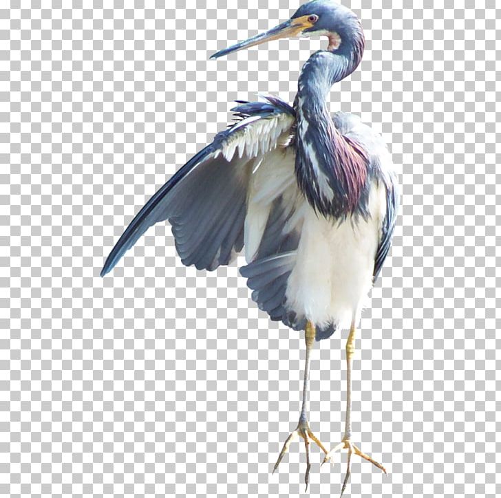 Heron Bird Crane Marabou Stork White Stork PNG, Clipart, Animals, Beak, Bird, Bird Flight, Bird Migration Free PNG Download