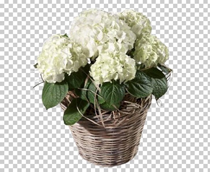 Hydrangea Blume Botany Floristry Flower PNG, Clipart, Artificial Flower, Blume, Botanist, Botany, Cornales Free PNG Download