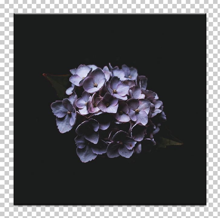 IPhone X French Hydrangea Desktop Photograph Flower PNG, Clipart, Cornales, Cut Flowers, Desktop Wallpaper, Floral Design, Flower Free PNG Download