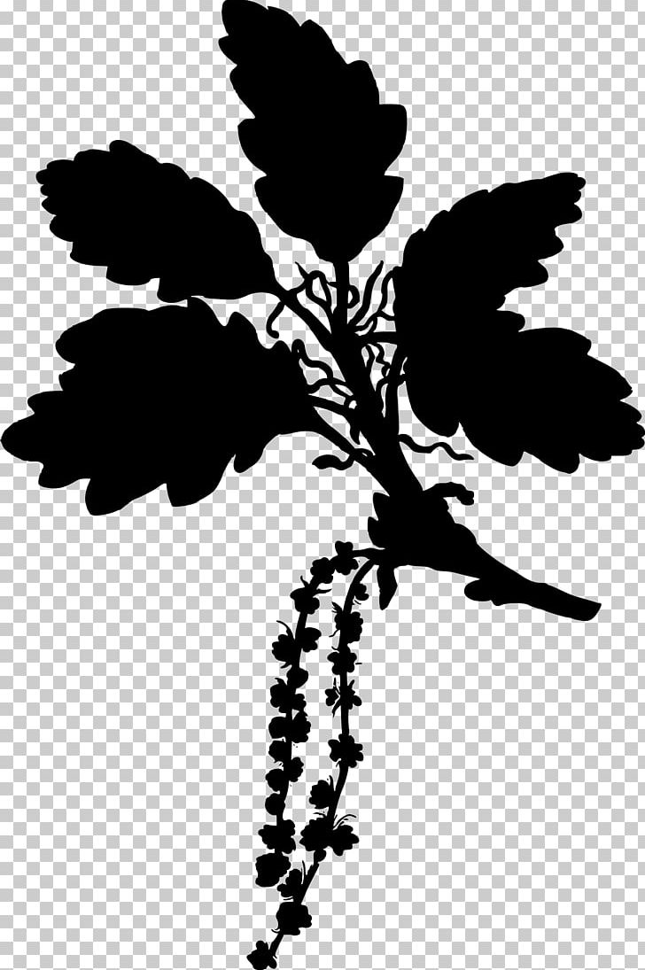 Köhler's Medicinal Plants English Oak Sessile Oak Gambel Oak Tree PNG, Clipart,  Free PNG Download