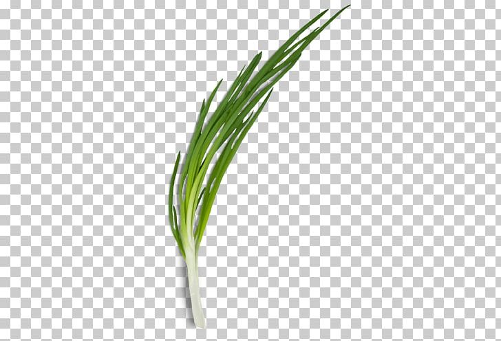 Allium Fistulosum Leek Onion Green Herb PNG, Clipart, Allium, Allium Fistulosum, Bouquet Garni, Calorie, Commodity Free PNG Download