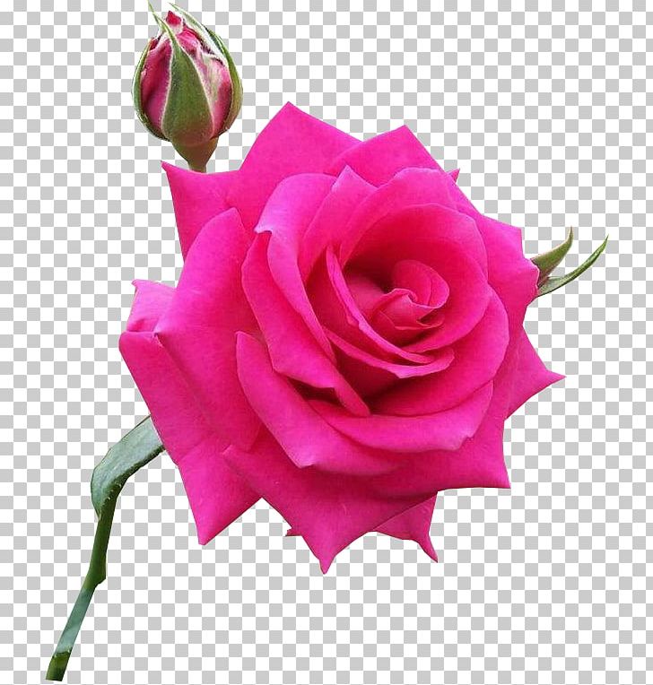 Centifolia Roses Pink Flower Rosa Chinensis PNG, Clipart, Afterglow, Centifolia Roses, China Rose, Color, Cut Flowers Free PNG Download