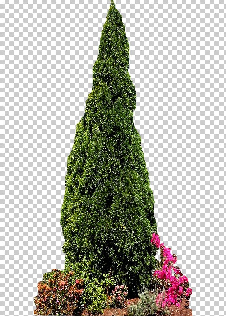 Conifers Pine Evergreen Fir Tree Png Clipart Biome Christmas Decoration Christmas Tree Conifer Conifer Cone Free