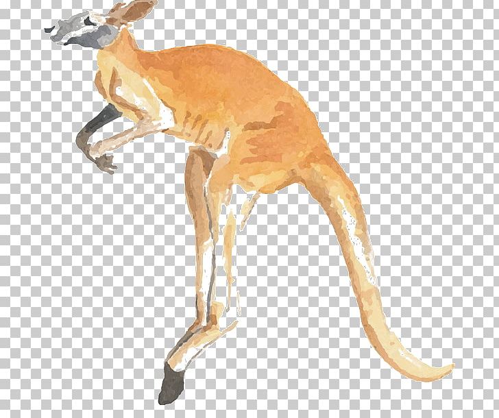 Kangaroo Word Macropodidae Koala Jumping PNG, Clipart, Animal, Animals, Art, Australian Art, Cartoon Kangaroo Free PNG Download