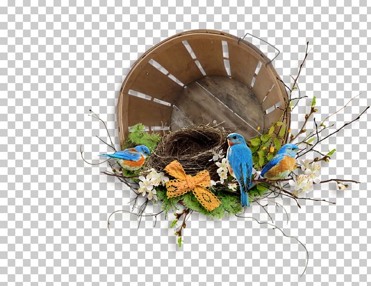 Bird PNG, Clipart, Animals, Biological, Bird, Bird Cage, Bird Nest Free PNG Download