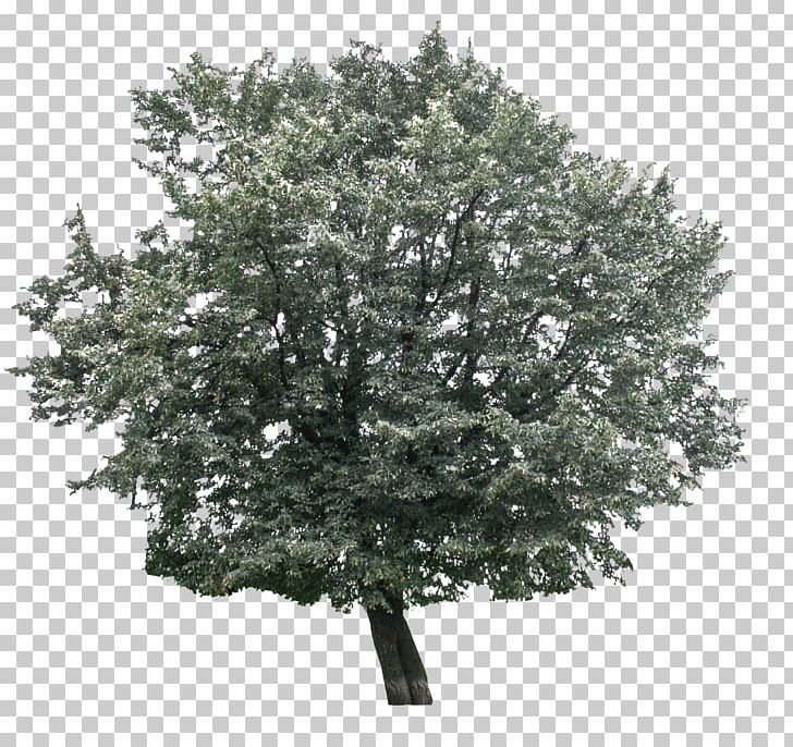 Branch Tree Hornbeam Oak Leaf PNG, Clipart, 15 April, 19 April, 2017, Big Tree, Branch Free PNG Download