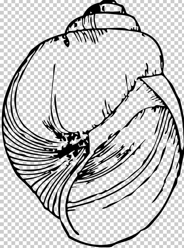 Drawing Seashell Line Art Gastropod Shell PNG, Clipart, Animals, Art, Artwork, Beak, Bird Free PNG Download